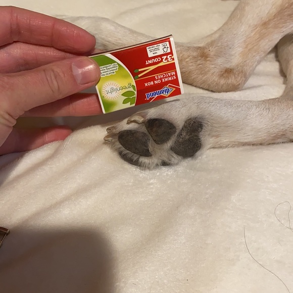 Doggie shoes- size 5 with rubber soles - Picture 11 of 15